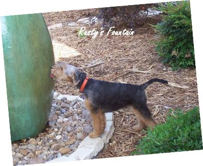 Tollgate Welsh Terriers